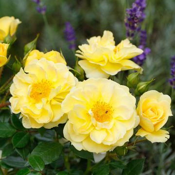 Rosa Bees Paradise Gelb - Patio Rose