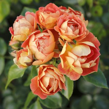 Rosa Bees Paradise Mango - Patio Rose