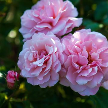 Rosa Botticelli