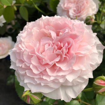 Rosa x floribunda Catherine Meurisse - Floribunda Rose