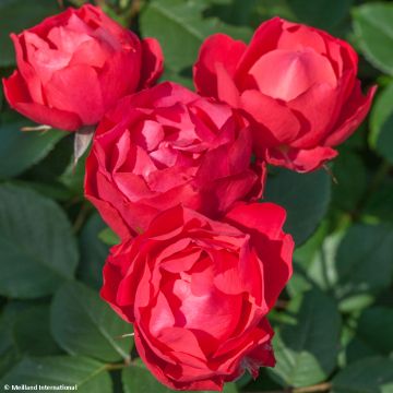 Rosa x polyantha Cherry Bonica