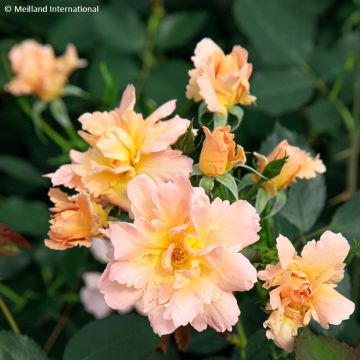 Rosa  'Meitincel' FLAME ORIGAMI® - Rosier Flame Origami