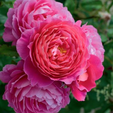 Rosa x floribunda Folle Courtisane Delparfroni