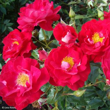 Rosa x floribunda 'Garance' - Shrub Rose