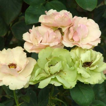 Rosa x floribunda Greensleeves