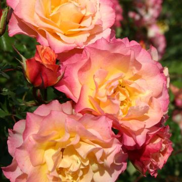 Rosa x floribunda 'Landlust' -  Floribunda Rose 