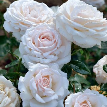 Rosa x floribunda La Sauvagine Terre et Passion - Floribunda Rose