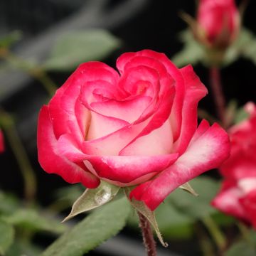 Rosa x floribunda Laminuette