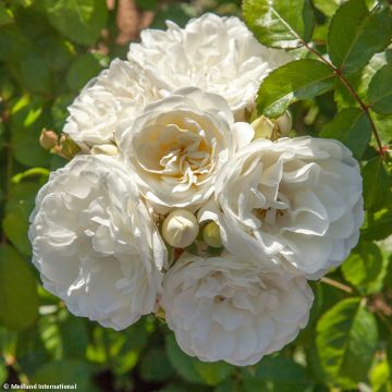 Rosa Marina Picasso - Floribunda Rose