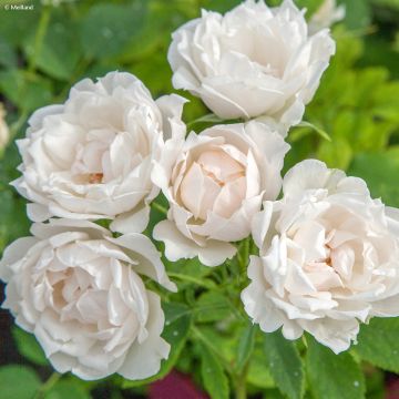 Rosa x floribunda Crème Chantilly 