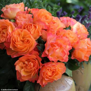 Rosa x polyantha Message d'Espoir - Polyantha Rose
