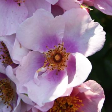 Rosa x Hulthemia persica Orienta Laila
