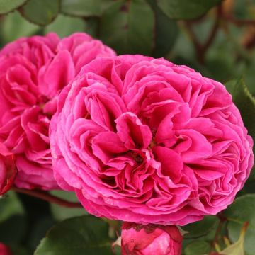 Rosa x floribunda - Parfuma -  'Baronne Caroline' - Shrub Rose 