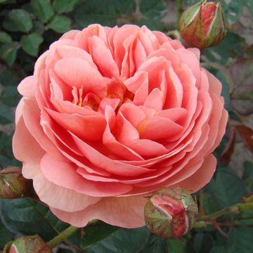 Rosa x floribunda Park Abbey Rose - Floribunda Rose
