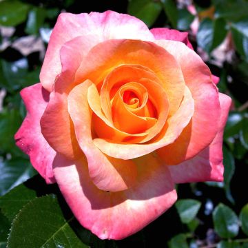 Rosa x floribunda Rochemenier Village - Floribunda Rose