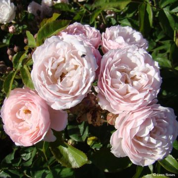 Rosa x floribunda 'Rose de la petite Chabotte' - Miniature Rose