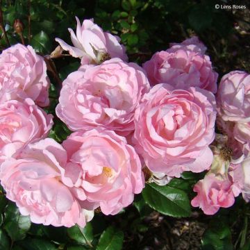 Rosa floribunda Sourire de Sylvie