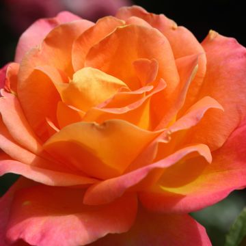 Rosa x polyantha Tobago - Polyantha Rose
