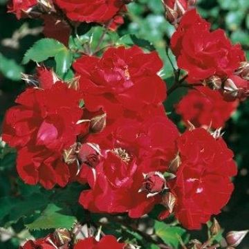 Rosa Vittel - Standard Rose