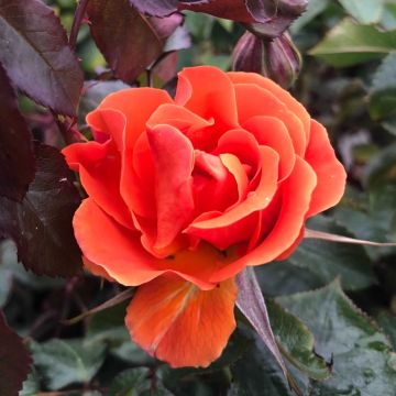 Rosa x floribunda 'François Mauriac' - Shrub Rose