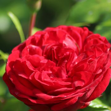 Rosa Agatha - Modern Hybrid Teas Rose