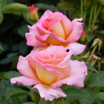 Rosa  'André Eve' - Modern Hybrid Tea Rose