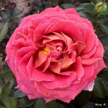 Rosa Broadway - Hybrid tea rose bush