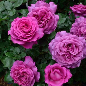 Rosa 'Chartreuse de Parme' - Hybrid Tea Rose