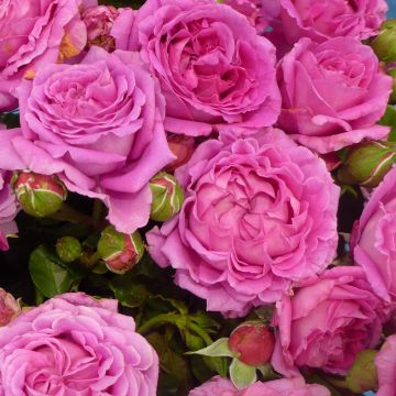 Rosa 'Claire Marshall' - Hybrid Tea Rose 