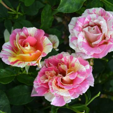 Rosa Claude Monet - Shrub Rose
