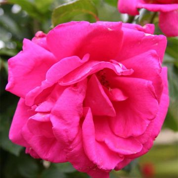 Rosa 'Criterion' - Hybrid Tea Rose