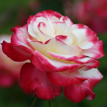 Rosa 'Double Delight' - Shrub Rose