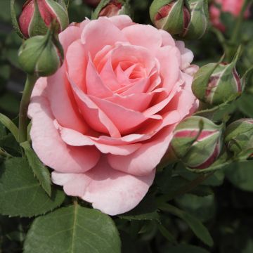 Rosa 'Elaine Paige' - Hybrid Tea Rose