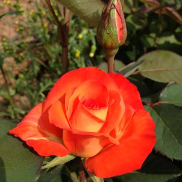 Rosa France Libre - Hybrid Tea Rose