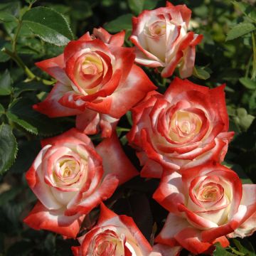 Rosa Impératrice Farah - Hybrid Tea Rose