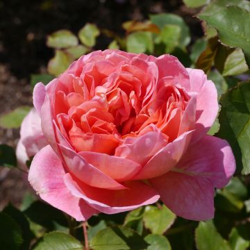 Rosa 'La Gaité' - Hybrid Tea Rose