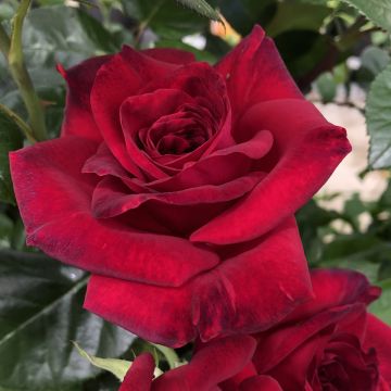 Rosa  'La rose Monsieur' - Hybrid Tea Rose