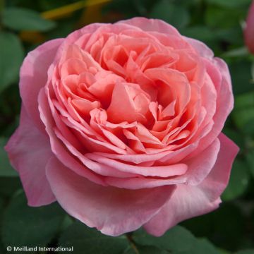 Rosa  'Meinostair' MADEMOISELLE MEILLAND® - Rosier Mademoiselle Meilland, Rosier Sweet Mademoiselle