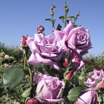 Rosa Mamy Blue - Hybrid Tea Rose