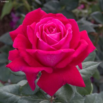 Rosa Elégance Française