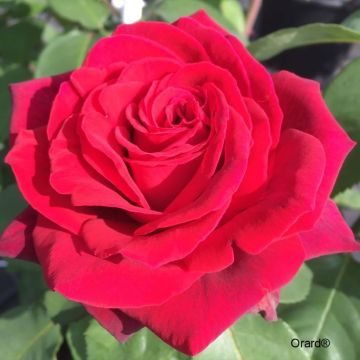 Rosa Perugino - Hybrid tea rose