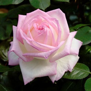 Rosa Princess of Monaco - Hybrid Tea Rose