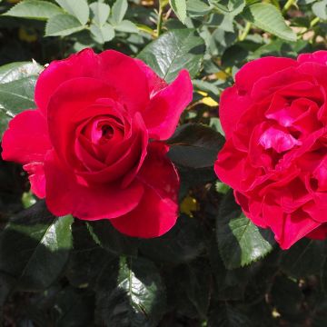 Rosa Rose Clos Vougeot