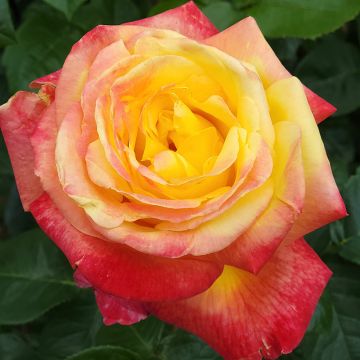 Rosa 'Rose der Hoffnung' - Bush Rose