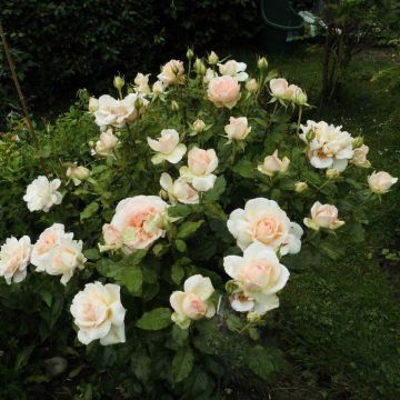 Rosa  'Sweet Love' / 'Chandos Beauty' - Hybrid Tea Rose