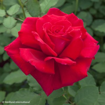 Rosa  'Meivestal' VICTOR HUGO® - Rosier Victor Hugo, Rosier Dreams Come True, Rosier Senator Burda