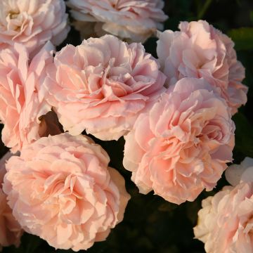 Rosa x floribunda Cremosa