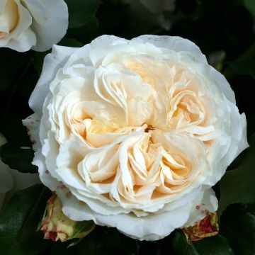 Rosa floribunda Kosmos - Floribunda Rose