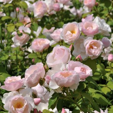 Rosa x floribunda Pear