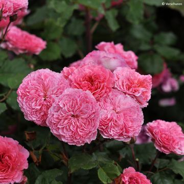 Rosa x floribunda Taste of Love 'Theo Clevers' - Floribunda Rose